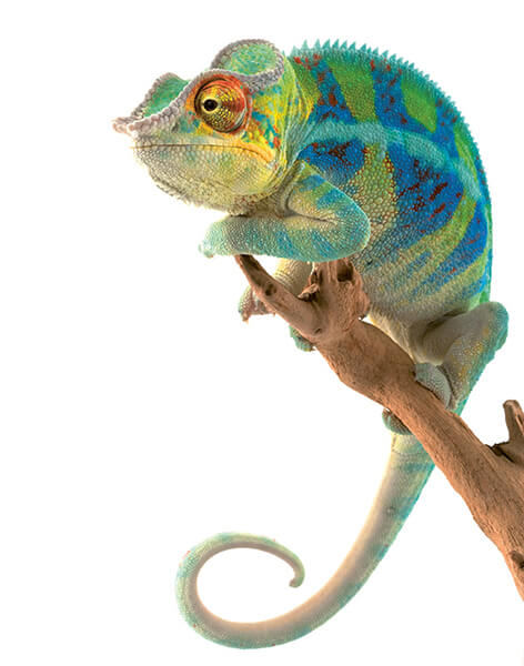 cameleon